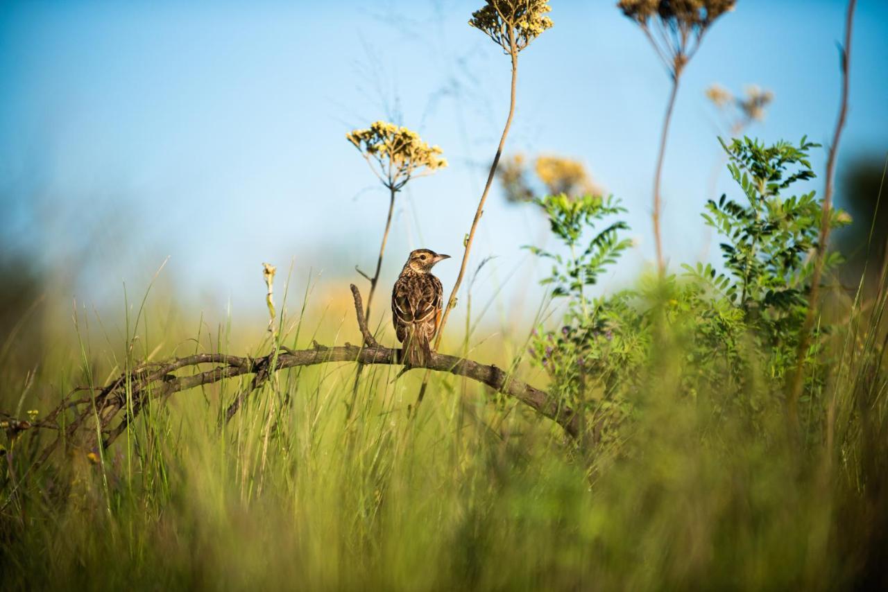 Tala Collection Game Reserve Silverton Εξωτερικό φωτογραφία