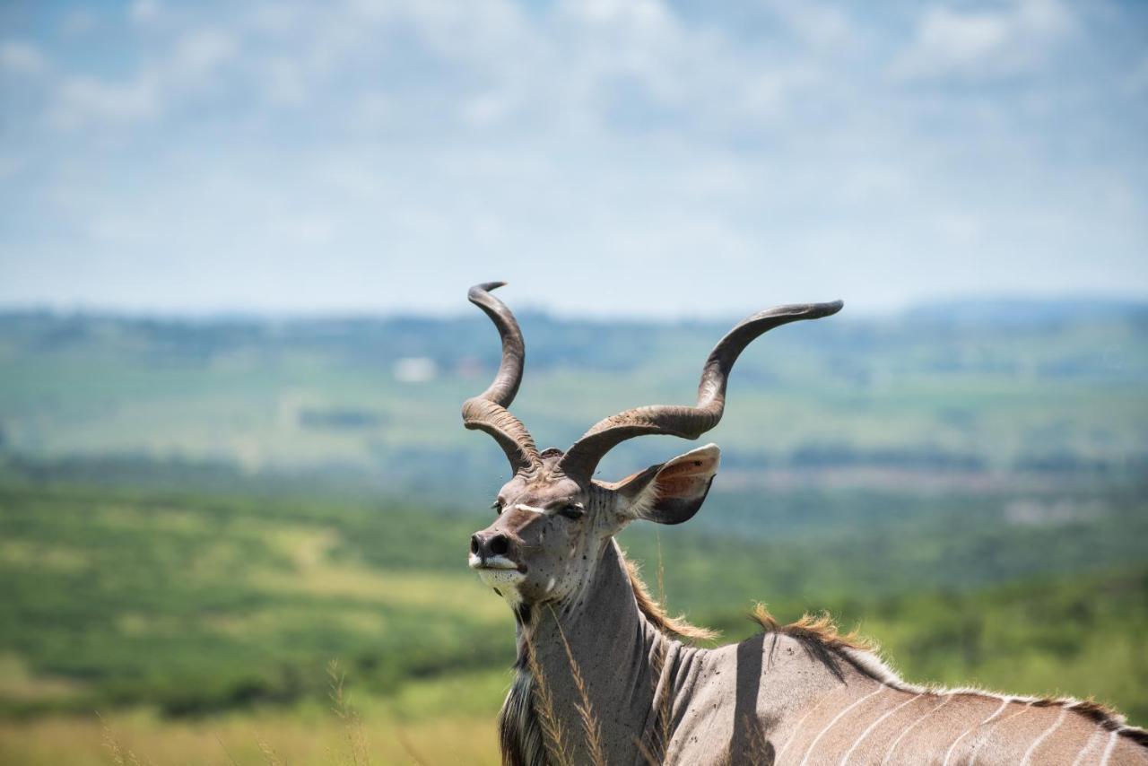Tala Collection Game Reserve Silverton Εξωτερικό φωτογραφία