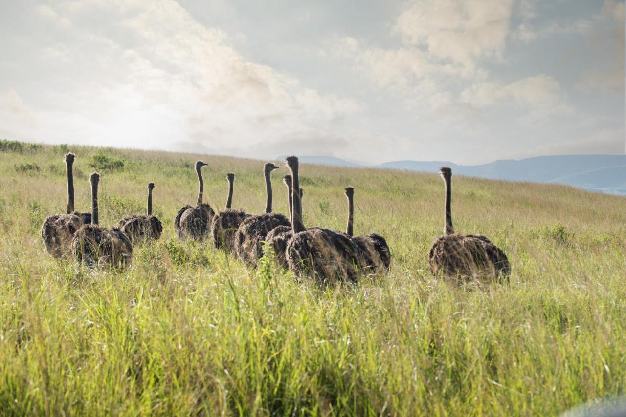 Tala Collection Game Reserve Silverton Εξωτερικό φωτογραφία